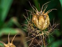 Trockene Samenkapsel